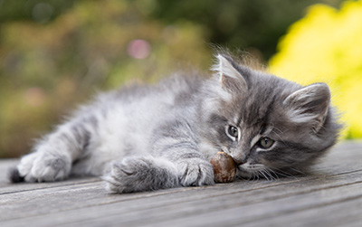 Orwell - 7 weeks old