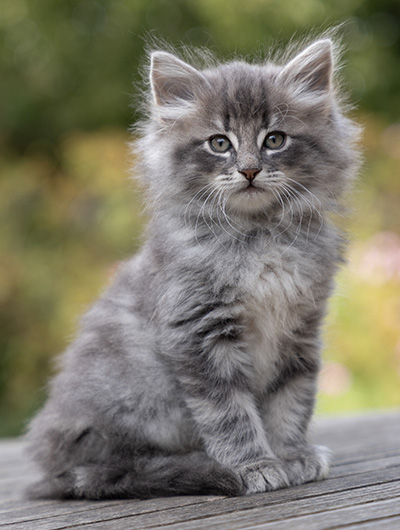 Orwell - 7 weeks old
