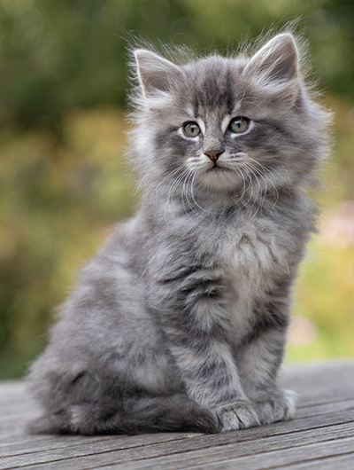 Orwell - 7 weeks old
