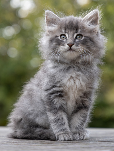 Orwell - 7 weeks old