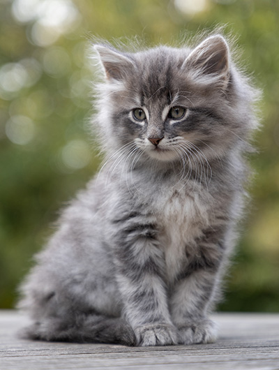 Orwell - 7 weeks old