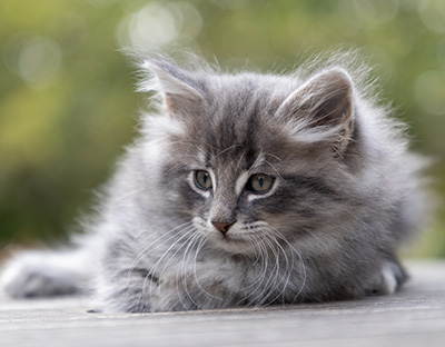 Orwell - 7 weeks old
