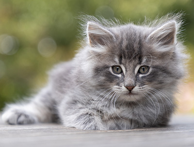 Orwell - 7 weeks old