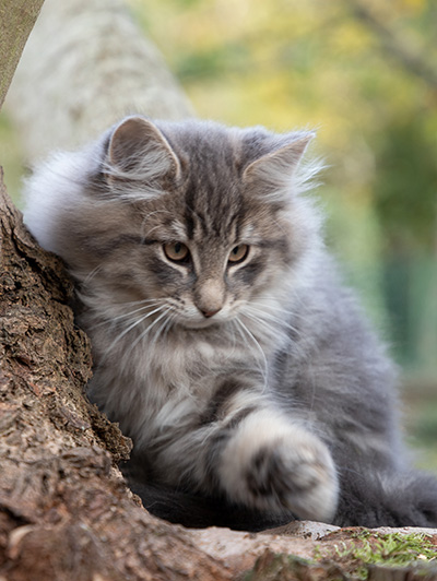 Othello - 13 weeks old