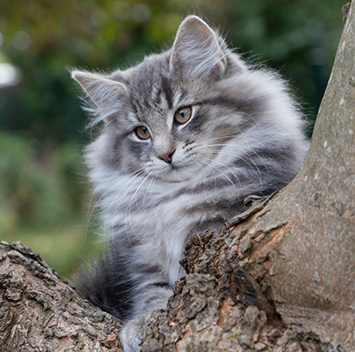 Othello - 13 weeks old