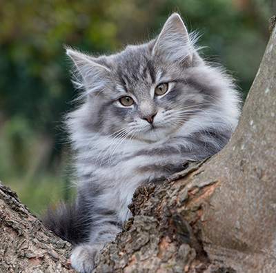 Othello - 13 weeks old
