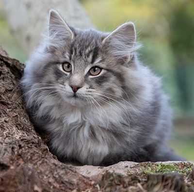 Othello - 13 weeks old