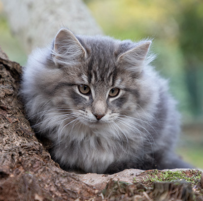 Othello - 13 weeks old