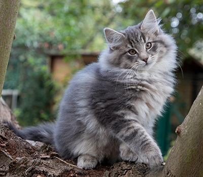 Othello - 13 weeks old