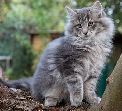 Othello - 13 weeks old