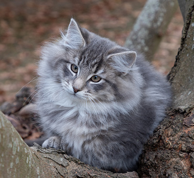 Othello - 13 weeks old