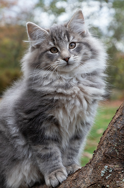 Othello - 13 weeks old