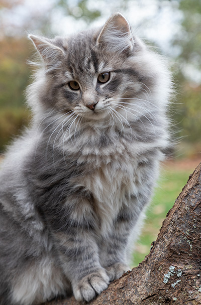 Othello - 13 weeks old
