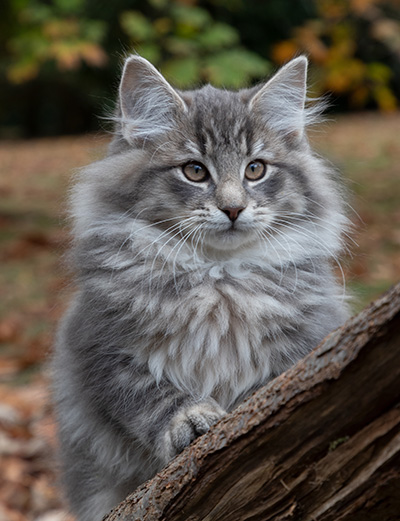 Othello - 13 weeks old