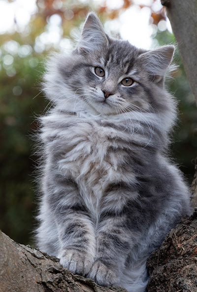 Othello - 13 weeks old