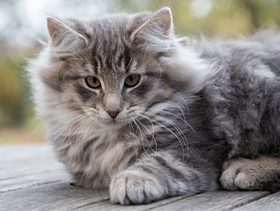 Othello - 13 weeks old