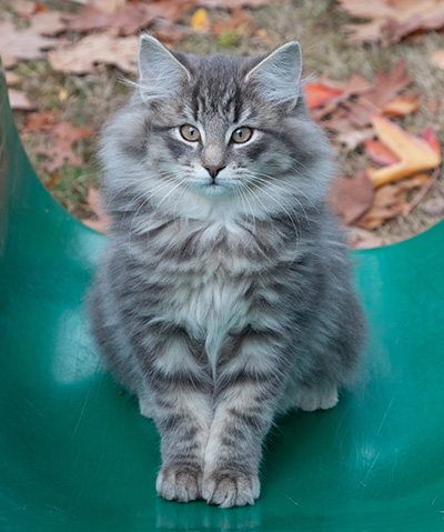 Othello - 13 weeks old