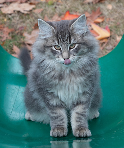 Othello - 13 weeks old