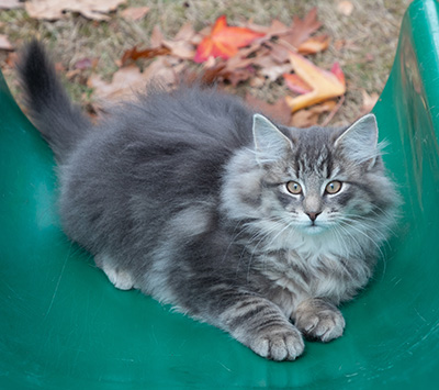 Othello - 13 weeks old