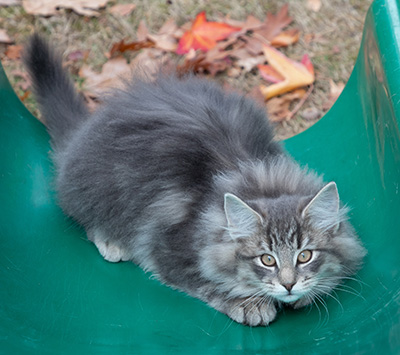 Othello - 13 weeks old