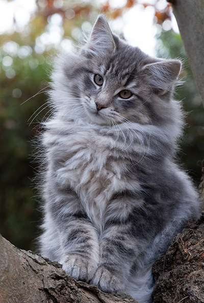 Othello - 13 weeks old