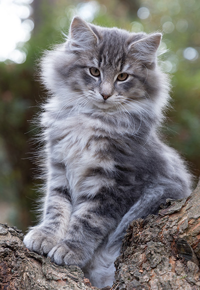 Othello - 13 weeks old