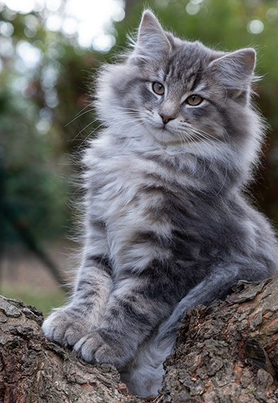 Othello - 13 weeks old