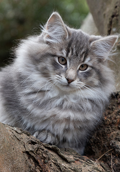 Othello - 13 weeks old