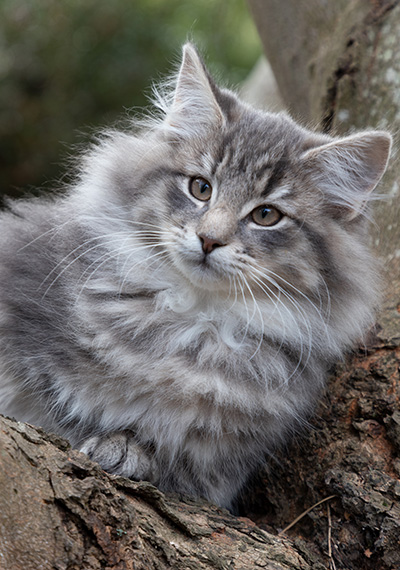 Othello - 13 weeks old