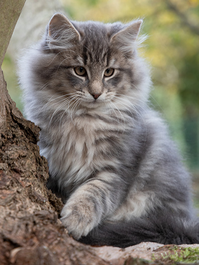 Othello - 13 weeks old