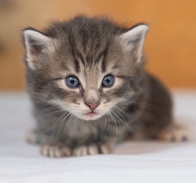 Othello - 3 weeks old