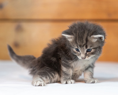 Othello - 3 weeks old