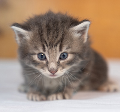 Othello - 3 weeks old