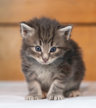 Othello - 3 weeks old
