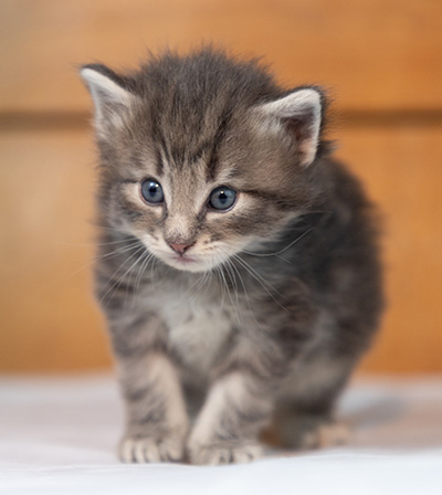 Othello - 3 weeks old