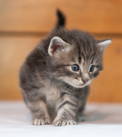 Othello - 3 weeks old