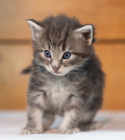 Othello - 3 weeks old
