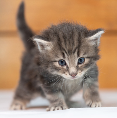 Othello - 3 weeks old