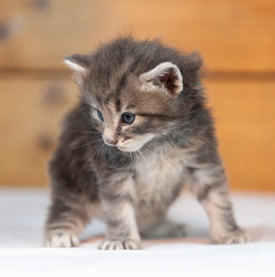Othello - 3 weeks old
