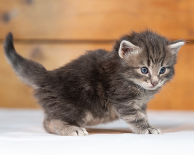 Othello - 3 weeks old