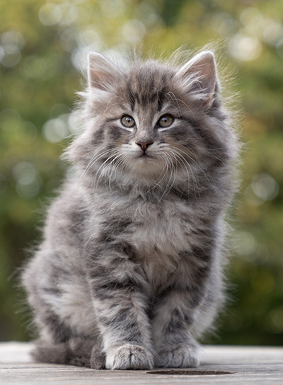 Othello - 7 weeks old