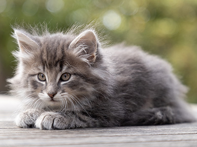 Othello - 7 weeks old