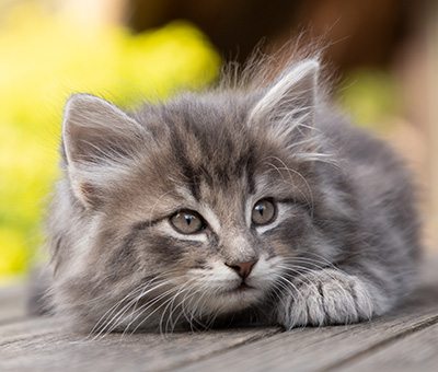 Othello - 7 weeks old