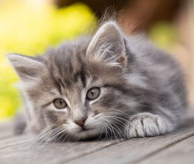Othello - 7 weeks old