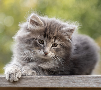 Othello - 7 weeks old
