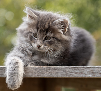 Othello - 7 weeks old