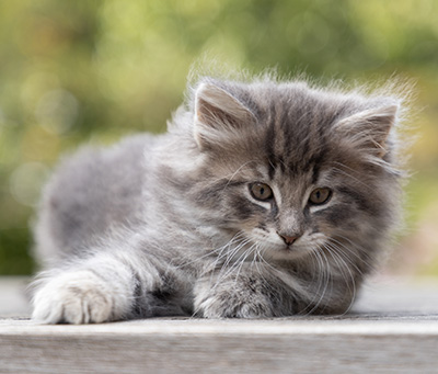 Othello - 7 weeks old
