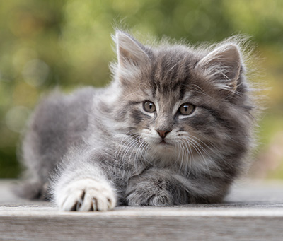 Othello - 7 weeks old