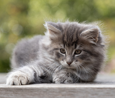 Othello - 7 weeks old
