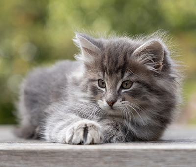 Othello - 7 weeks old